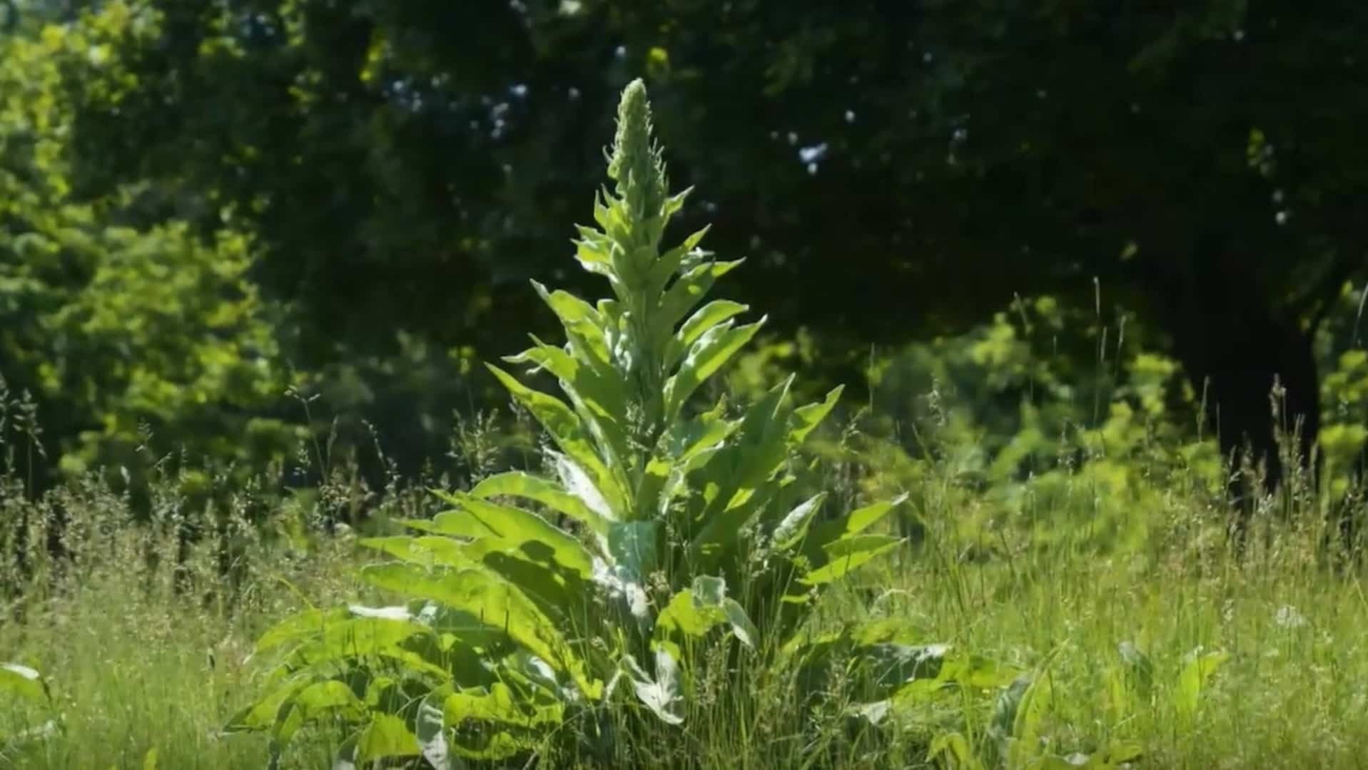 Huncokári-divozel-úhľadný-STVR