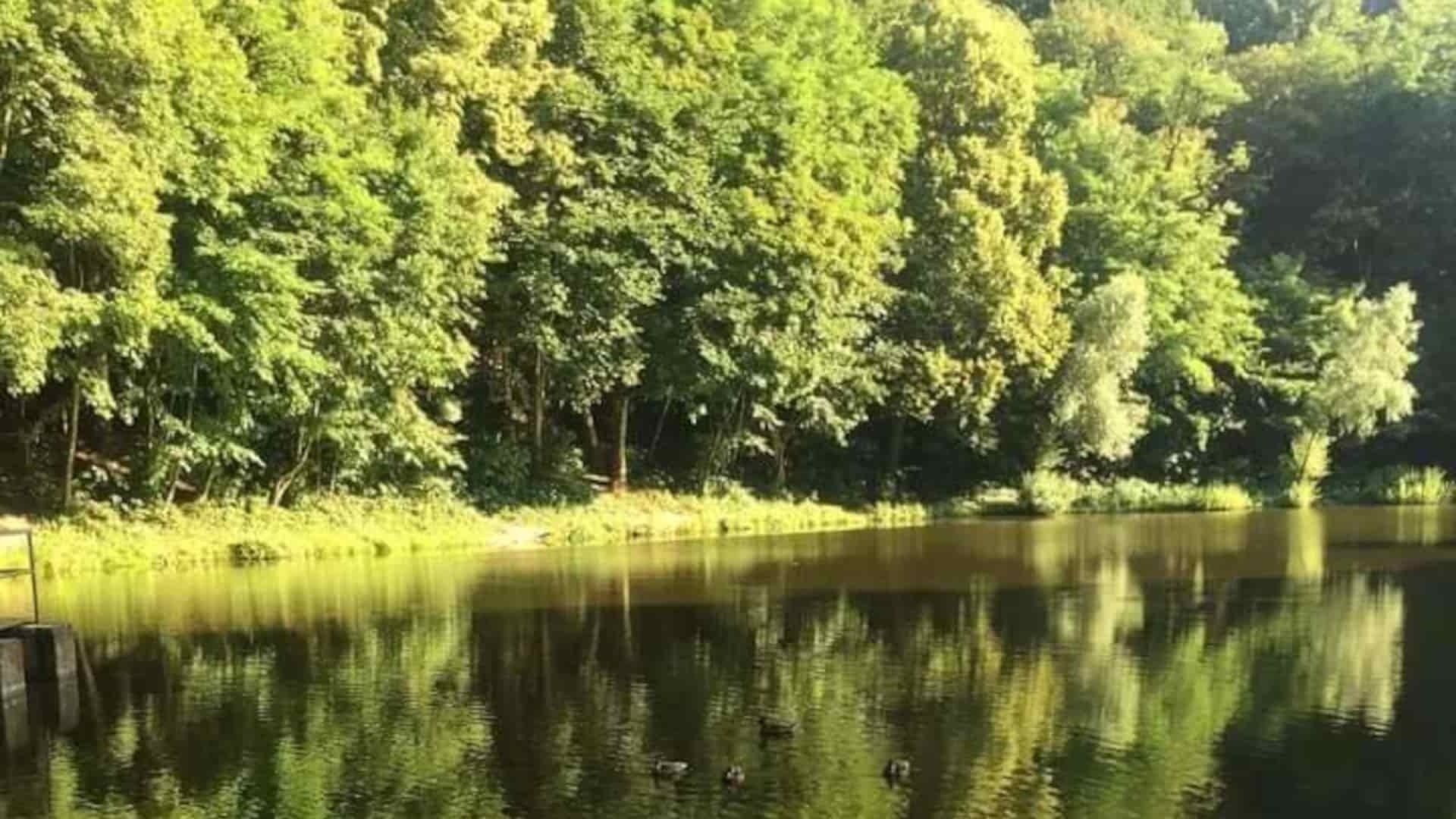 Spoznajte liečiteľstvo Indiánov a Keltov vďaka stromom, ale aj silu bobroviny