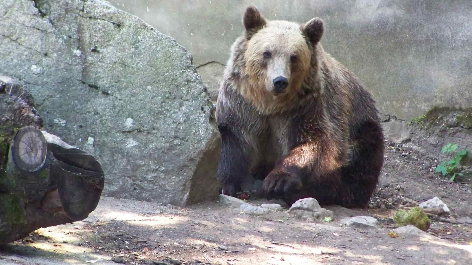 medveď-Stanislav-Háber-STVR