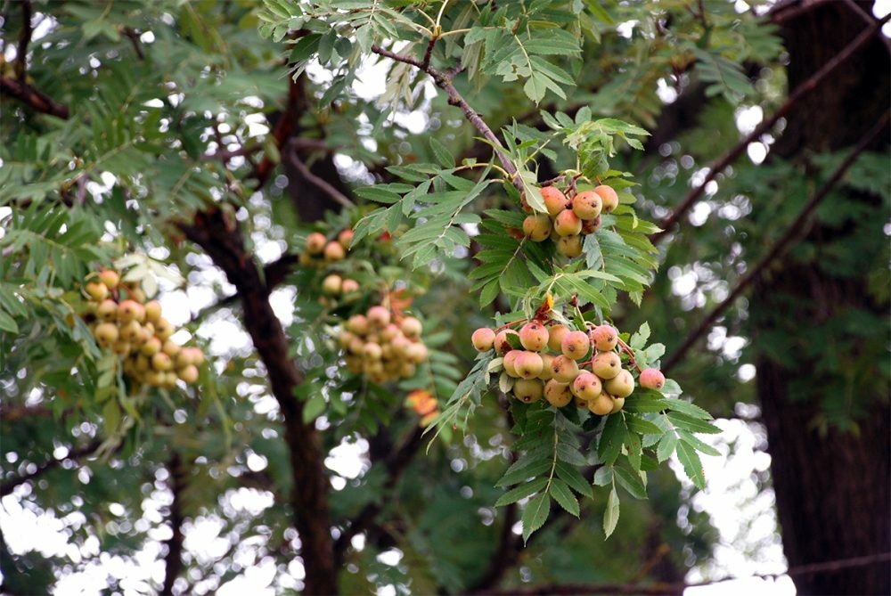 plody-stara-oskorusa